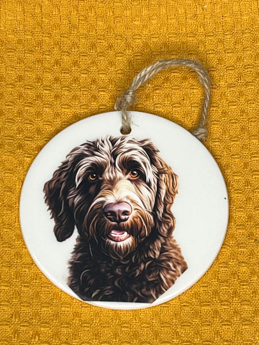 Chocolate Labradoodle