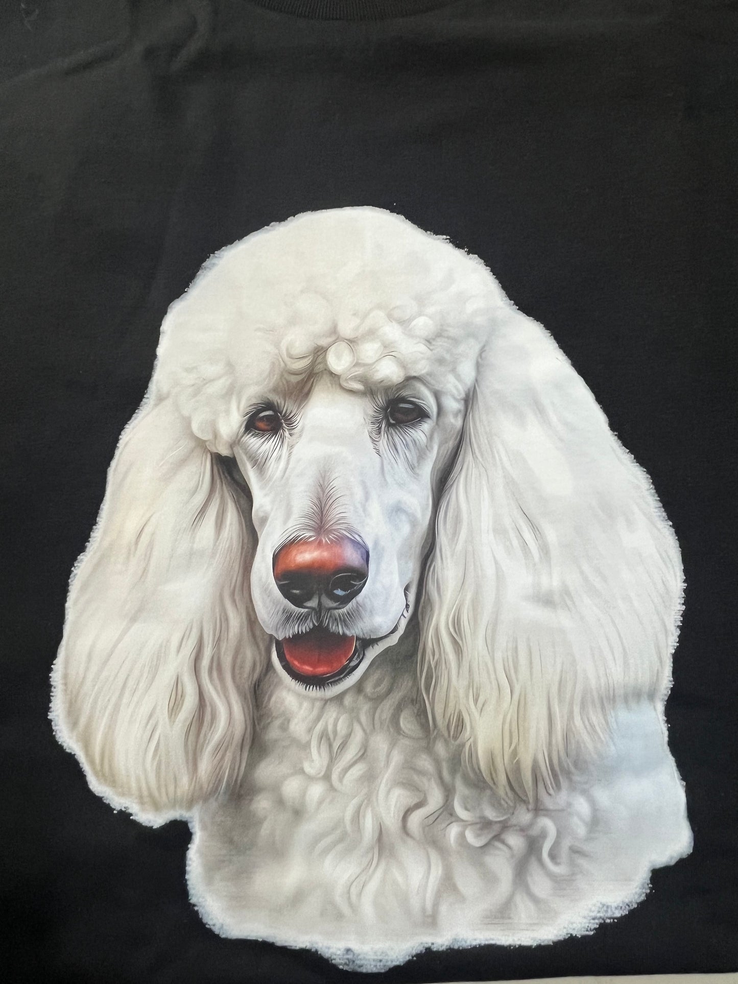 Standard poodle #2