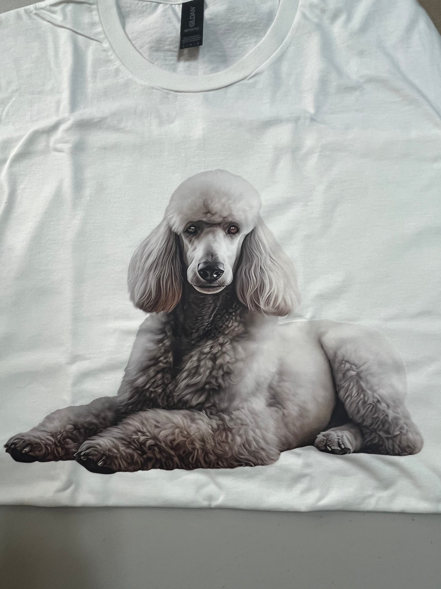 Standard poodle #1