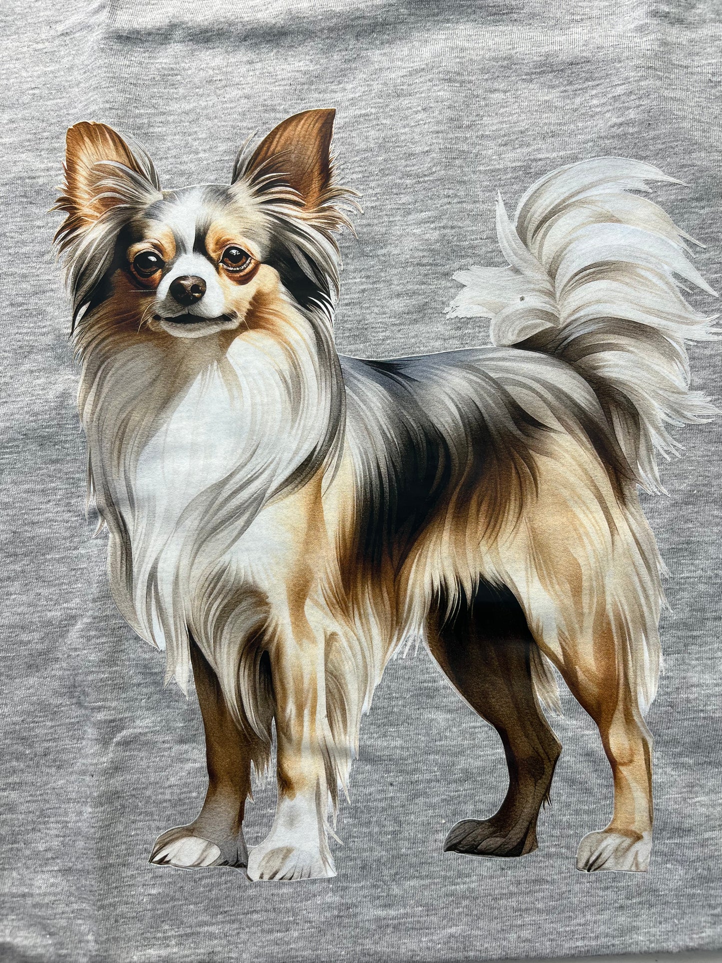 Chihuahua long hair #7