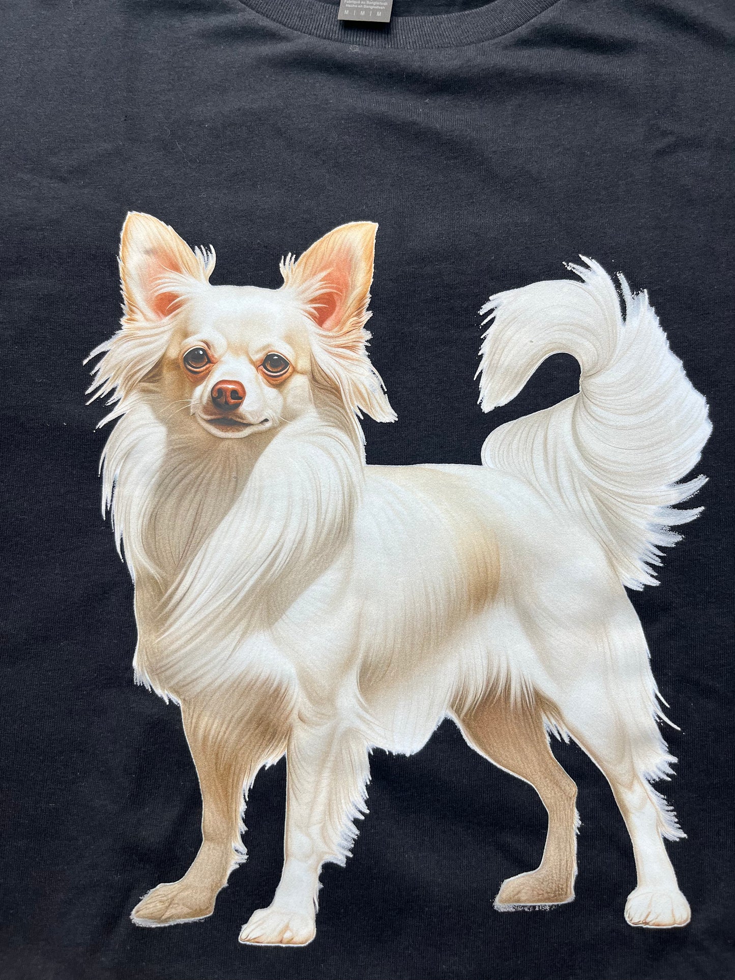 Chihuahua long hair #5