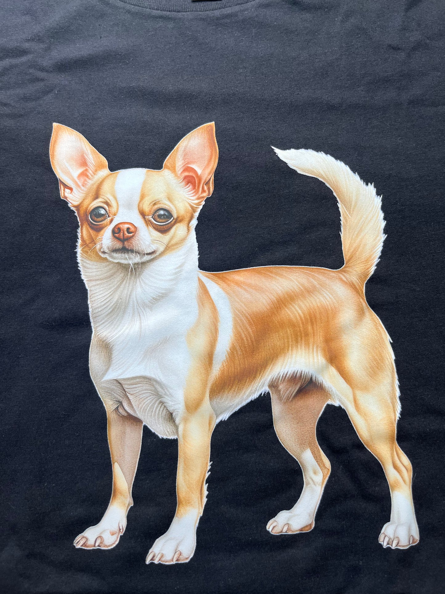 Chihuahua full body #8